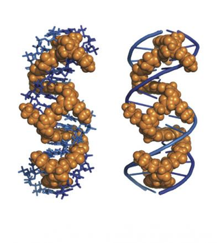 Illustration for article titled DNA-tangling molecule could revolutionize treatments for cancer and HIV